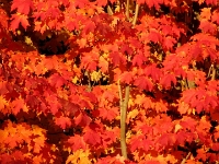 23353CrLe - Autumn Saturday in the back yard.JPG
